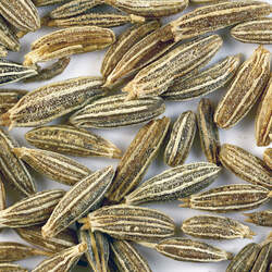 Cuminum cyminum Cumin seed for sale 