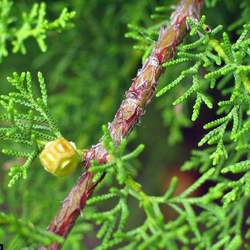 Cupressus abramsiana Santa Cruz Cypress seed for sale 