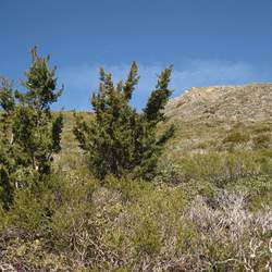 Cupressus stephensonii Cuyamaca Cypress seed for sale 