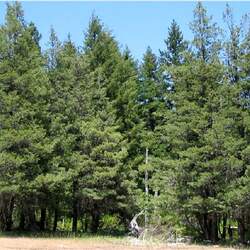 Cupressus bakeri Modoc Cypress, Siskiyou Cypress, Baker's Cypress seed for sale 