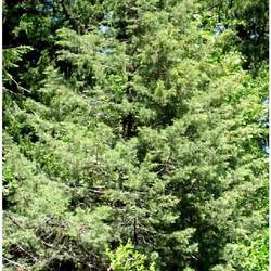 Cupressus bakeri Modoc Cypress, Siskiyou Cypress, Baker's Cypress seed for sale 