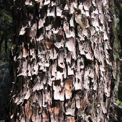 Cupressus bakeri Modoc Cypress, Siskiyou Cypress, Baker's Cypress seed for sale 