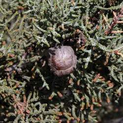 Cupressus nevadensis Piute Cypress seed for sale 