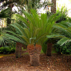 Cycas revoluta Sago Palm, King Sago Palm, Sago Cycad, Japanese Sago Palm, Funeral Palm seed for sale 