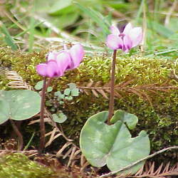 Cyclamen coum Eastern Sowbread, Persian Violet seed for sale 