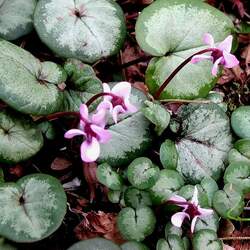 Cyclamen coum Eastern Sowbread, Persian Violet seed for sale 