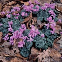 Cyclamen coum Eastern Sowbread, Persian Violet seed for sale 