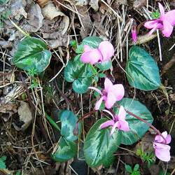 Cyclamen coum Eastern Sowbread, Persian Violet seed for sale 