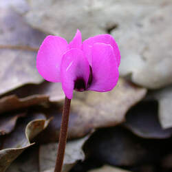 Cyclamen coum Eastern Sowbread, Persian Violet seed for sale 