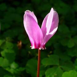 Cyclamen hederifolium Neapolitan Cyclamen , Sowbread seed for sale 