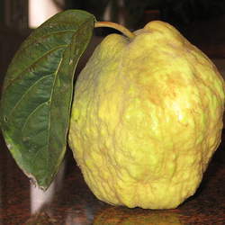 Cydonia oblonga Quince seed for sale 