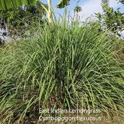 Cymbopogon flexuosus East Indian Lemongrass seed for sale 