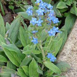 Cynoglossum amabile   Firmament Chinese Hound's Tongue, Forget-Me-not seed for sale 