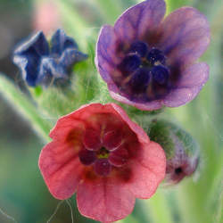 Cynoglossum officinale Gypsyflower, Hound's Tongue seed for sale 