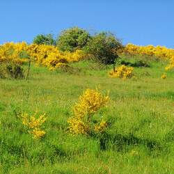 Cytisus scoparius Scotch Broom, Common Broom, English Broom, Scot's Broom , Broom seed for sale 