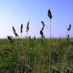 Dactylis glomerata   Potomac Orchardgrass, Orchard Grass, Cocksfoot Grass, Cock's Foot seed for sale 