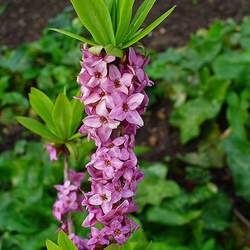 Daphne mezereum Paradise Plant, Mezereon, February Daphne seed for sale 