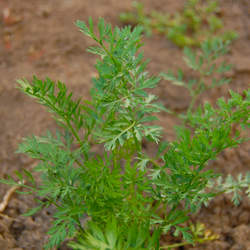 Daucus carota sativus Tendersweet Tendersweet Carrot seed for sale 