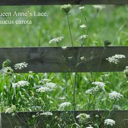 Daucus carota Queen Anne's Lace, Wild Carrot, Bishop's Lace, Bird's Nest seed for sale 