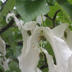 Davidia involucrata Dove Tree, Handkerchief Tree, Laundry Tree, Ghost Tree seed for sale 