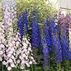 Delphinium sp   Pacific Giants Hybrids Pacific Giants Hybrids Delphimium seed for sale 