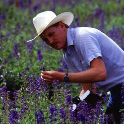 Delphinium sp   Giant Imperial Giant Imperial Delphinium seed for sale 