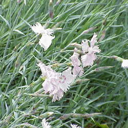 Dianthus plumarius   Spring Beauty Feathered Pink, Spring Beauty Carnation seed for sale 