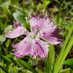 Dianthus plumarius   Spring Beauty Feathered Pink, Spring Beauty Carnation seed for sale 