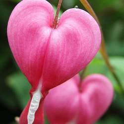 Dicentra spectabilis Bleeding Heart seed for sale 