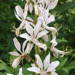 Dictamnus albus   Albiflorus White Dittany, White Gasplant seed for sale 