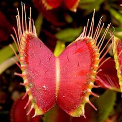 Dionaea muscipula Venus Flytrap, Venus Fly Trap seed for sale 