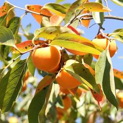 Diospyros virginiana Common Persimmon seed for sale 