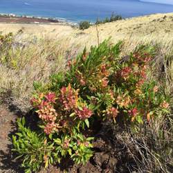 Dodonaea viscosa Florida Hopbush, Native Hops, Hopsbush seed for sale 