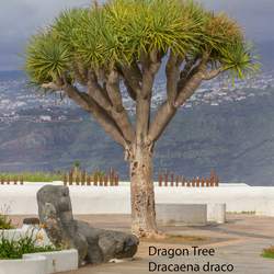 Dracaena draco Dragontree, Dragon Tree seed for sale 