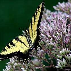 Eutrochium fistulosum Trumpetweed, Queen Of The Meadow, Joe Pye Weed, Purple Thoroughwort seed for sale 