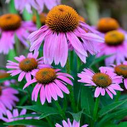 Echinacea purpurea Eastern Purple Coneflower, Purple Coneflower seed for sale 