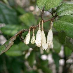 Elaeagnus pungens Thorny Olive, Thorny Elaeagnus seed for sale 