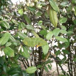 Elaeagnus pungens Thorny Olive, Thorny Elaeagnus seed for sale 