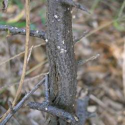 Elaeagnus pungens Thorny Olive, Thorny Elaeagnus seed for sale 