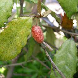 Elaeagnus pungens Thorny Olive, Thorny Elaeagnus seed for sale 