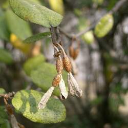 Elaeagnus pungens Thorny Olive, Thorny Elaeagnus seed for sale 