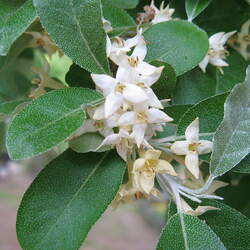 Elaeagnus umbellata   Cardinal Cardinal Autumn Olive seed for sale 