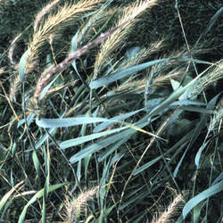 Elymus canadensis Canada Wildrye, Canada Wild Rye seed for sale 