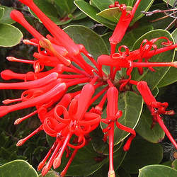 Embothrium coccineum Chilean Firebush, Chilean Fire Bush seed for sale 