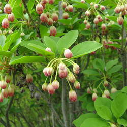 Enkianthus campanulatus Red-veined Enkianthus seed for sale 