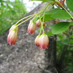 Enkianthus campanulatus Red-veined Enkianthus seed for sale 