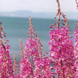 Epilobium angustifolium Fireweed seed for sale 