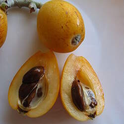 Eriobotrya japonica Loquat seed for sale 