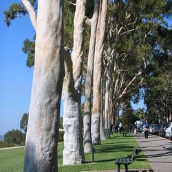 Eucalyptus citriodora Lemon-Scented Gum seed for sale 