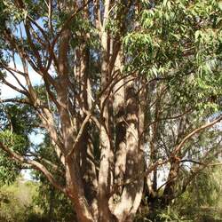 Eucalyptus cloeziana Dead Finish, Cloeziana Gum, Gympie Messmate, Queensland Messmate, Yellow Messmate seed for sale 